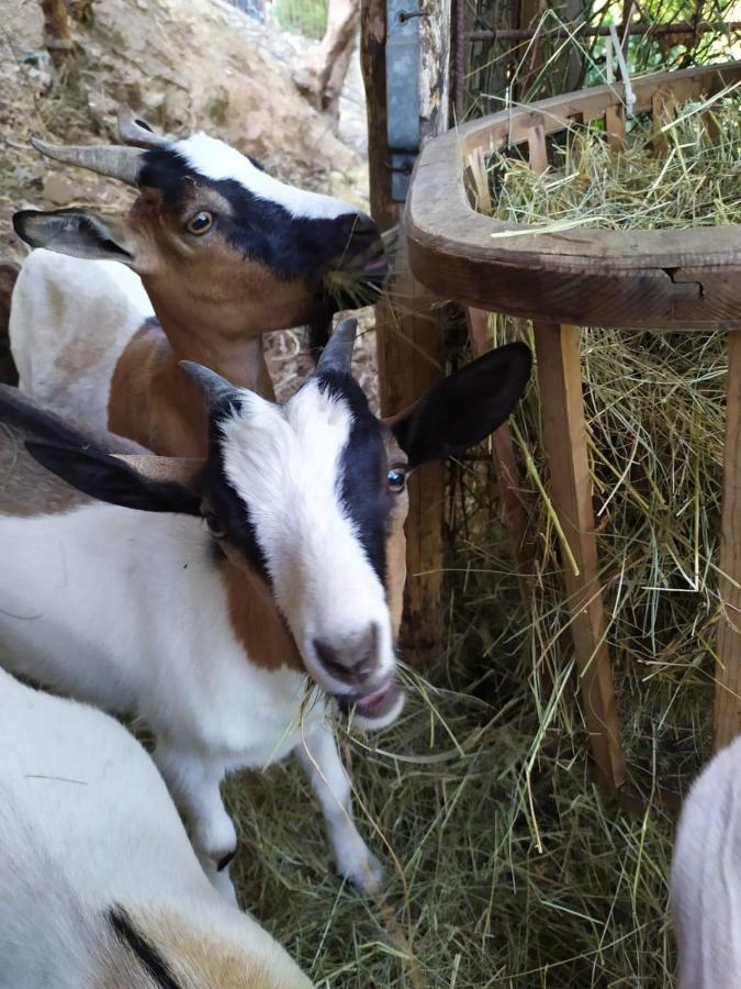 קזארצה ליגורה Bed & Breakfast Lujocanda מראה חיצוני תמונה